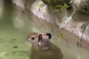 【動画】子カピバラさん、歩く