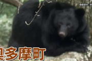 【悲報】東京都内「熊が出没しました！鈴を！鈴を！」→出没した熊がコチラ、愛護団体はこれドングリで戦えんの？