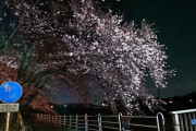 夜桜撮ってみました　IDにバイクの名前が出たらネ申