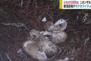 【悲報】中央アルプスのライチョウ、ケージで保護も…サル出没でメス親逃げ ヒナ5羽全滅