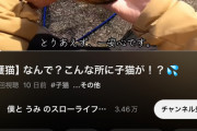 【炎上】例の釣り中に偶然海で溺れた子猫を拾ったYouTuber、コメント欄閉鎖へ