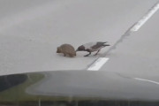 ハリネズミが道路を渡るのをカラスが助けた？！食べようとしただけ？真相やいかに
