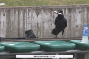 雷雨で2度中断したJ2レノファ山口FC対清水エスパルス　無人のスタンドに現れたカラスが話題に