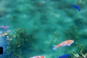 海外「日本の鯉の池が綺麗すぎる…これは生で見てみたいね…」日本の鯉の池が凄いと海外で話題に！