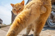 人間に飼われる生き物って幸せなのかな？