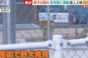 【画像】山口県、野犬が大繁殖してしまう