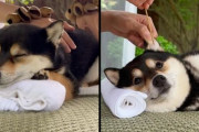 外国人「世界で一番甘やかされてる柴犬の動画を見てくれ…」