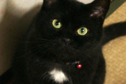 我が家の黒猫ﾀｿも見てやってください。