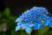 【画像】いい天気だから紫陽花見に行ったった