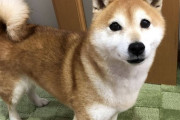 【柴犬画像】カーペットと柴、おやつを要求、涼しいところを知っている ほか【再】