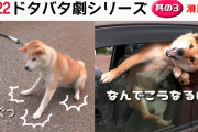 【画像】ワイの柴犬、ワイを見下してる??