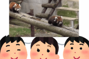 ちびっ子「NaNじぇいってサイト可愛いレッサーパンダの記事ある！」