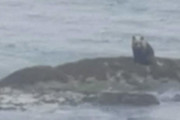 【北海道】「日中に海にいるのは初めてだ」襟裳岬にクマが現れる