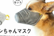 コロナ対策といって犬にマスクをするのは絶対にダメ！　「こんなものを動物の事も考えず売っているのが信じられない」と専門家が警告