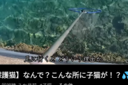 【悲報】例の海でネコ拾ったYouTuber、大量の誹謗中傷に開示&刑事告訴へ動くｗｗｗｗｗ