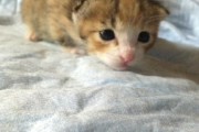 【キャリコ】赤ちゃんミケ、ぐっすりねこ、リラックスねこ ほか【再】