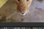 【画像】 明らかに合成っぽいライオン、発見される！！！！！！！！！！！！！！！！