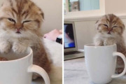 マグカップのフチ子猫とかいう新ジャンル。カップにもたれかかりウトウトこくり