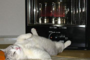 猫がストーブの前でごろ寝。その姿は・・・【再】