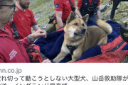 【悲報】犬さん、クソほど迷惑をかけてしまう