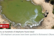 【原因不明】アフリカ・ボツワナで「ゾウ350頭」が謎の大量死…前例のない事態に科学者たちも困惑