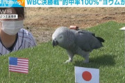 【祝砲】野球/WBCで日本がアメリカ破り3度目の世界一！　村上と岡本が本塁打、ダルビッシュ＆大谷の“豪華リレー”で悲願…WBC全勝達成★2
