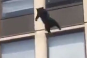 【動画】猫ちゃん、火災のアパート5階から飛び降り無傷で立ち去る