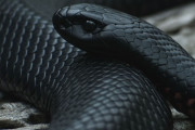 【画像】ブラックマンバとかいう世界最強の毒蛇　口の中が真っ黒で恐ろしい。。。