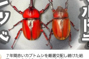 Youtuber「赤いカブトムシと赤いカブトムシ交配させてもっと赤いカブトムシ作っていくぞ！」→7年後。。。