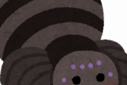 蜘蛛って益虫だよなｗｗｗｗｗｗｗｗｗｗｗｗｗｗｗｗ