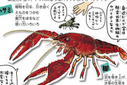 日本「ザリガニ増えすぎて困った……」 スウェーデン「食って駆除しろよ、美味いぞ？」
