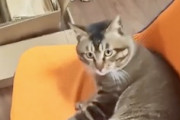 【ネコ】さぁ撫でろ。飼い主が動く先々へ先回りする猫ちゃん(*´д｀*)