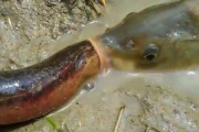【悲報】ウナギVS鯉のバトル、迫真すぎる （※動画あり）