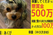 【ガチ】迷子犬見つけるだけで「500万円ゲット」のビッグチャンスｷﾀ━━━━ヽ(☆∀☆ )ﾉ━━━━!!!!