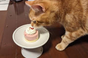 ネコカス、せっかく買ってきたケーキを1ミリも食わずに無駄にする…