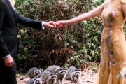 「まるでディズニープリンセス」結婚式にアライグマ乱入 海外の反応