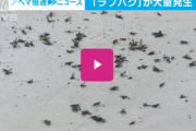 【テレ朝】「愛の虫」とも呼ばれるハエ…　謎の大量発生に慄く韓国市民「これが韓国なのか」［7/4］  [ぐれ★]