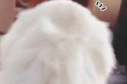 イヌのモフモフな背中を撫でていた。やめてみる。もっとお願い♪ → 犬はこうなる…