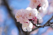 50万のカメラで撮った桜ですwwww