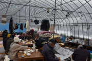 「耐えられないほど寒い。でもここしかなかった」地震後、ビニールハウス暮らしの高齢者約10人　避難所へ行かない「事情」　力を合わせて4人救助