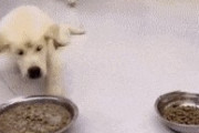 【GIF】食い意地がすごいバカ犬のgifｗｗｗｗｗｗｗｗ