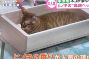 花用プランターが『ネコ用ベッド』として大ヒットｗｗｗ