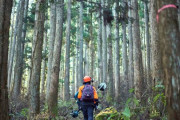 【朗報】林業「木をぶった切るだけです。大自然の中で仕事できます。夜は危ないから定時上がりです」←楽すぎるだろｗｗｗｗｗｗｗｗｗ