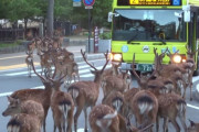 海外「日本では鹿にも規律がある」奈良公園で横断歩道を渡る鹿の群れを撮影した動画が話題に（海外の反応）