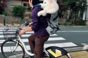 【画像】二度見不可避…！飼い主さんのリュックで移動する犬がマジでヤバいｗｗｗｗｗ