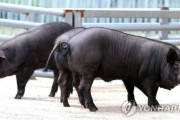 韓国人「黒豚の起源は韓国だった…天然記念物に指定された済州黒豚とはどんな豚なのか？」→「これ食べても良いの？」　韓国の反応