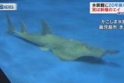 ２０年以上展示のエイ　実は新種と判明　かごしま水族館