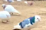 【動画】鳩の宙返りが凄いｗｗｗｗｗ