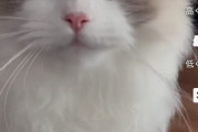 【画像】ラグドールとかいう猫かわいすぎる…
