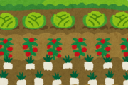 畑あるんだけど何植えたらいい